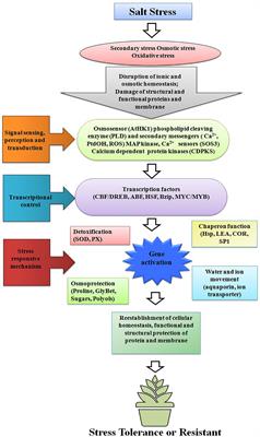 Approaches Involved in the Vegetable Crops Salt Stress Tolerance Improvement: Present Status and Way Ahead